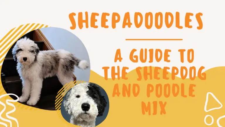 Sheepadoodles_ A Guide to the Sheepdog and Poodle Mix