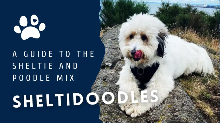 Sheltidoodles_ A Guide to the Sheltie and Poodle Mix