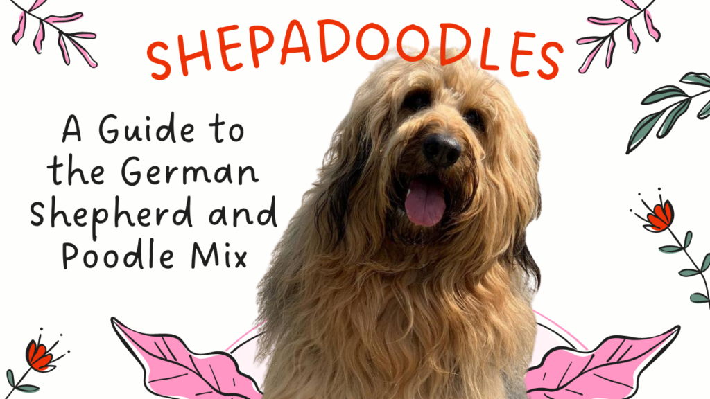 Shepadoodles_ A Guide to the German Shepherd and Poodle Mix