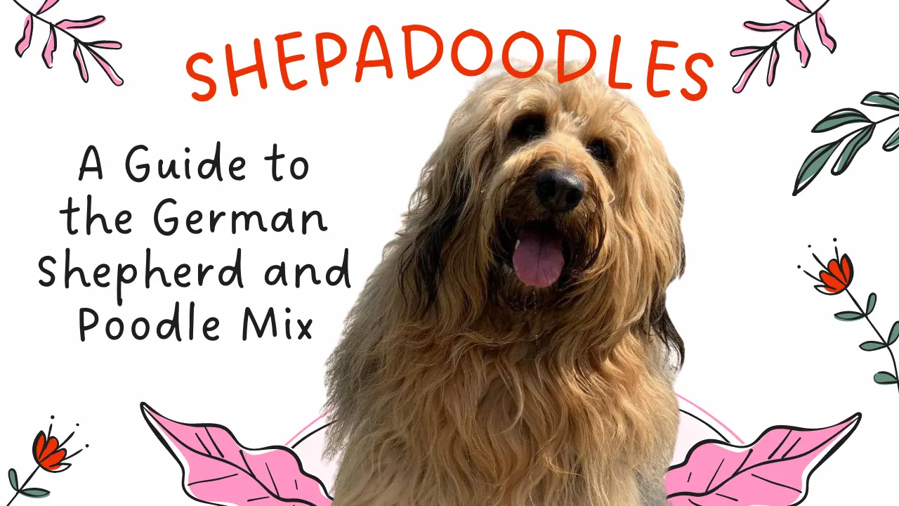 Shepadoodle: German Shepherd Poodle Mix