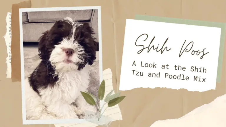 Shih Poos_ A Look at the Shih Tzu and Poodle Mix Breed