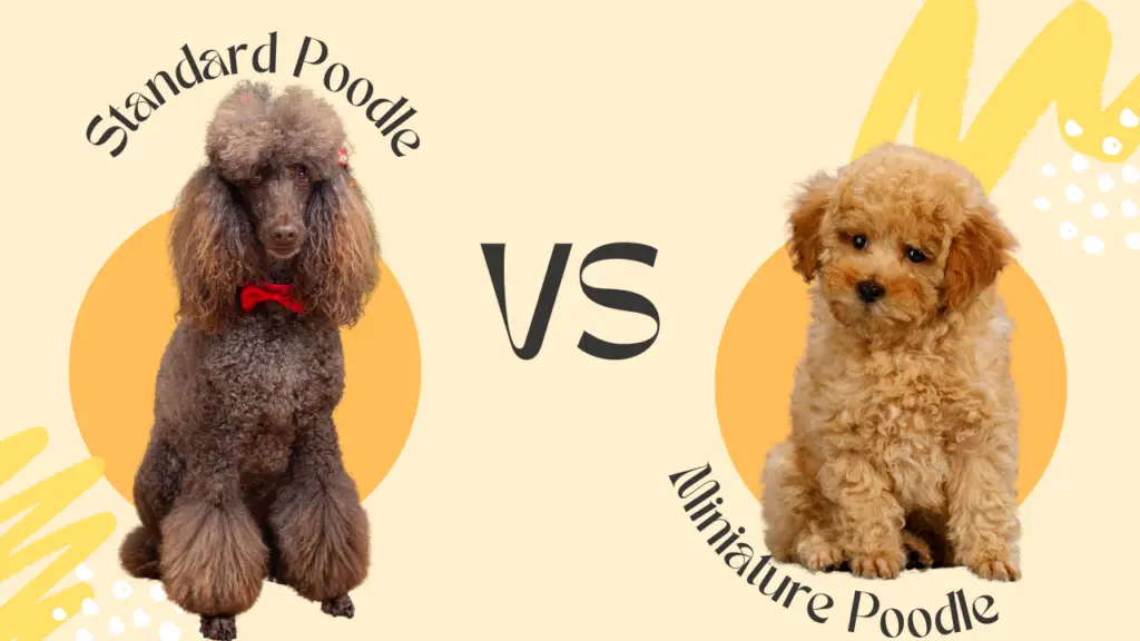 Standard Poodle vs Miniature Poodle