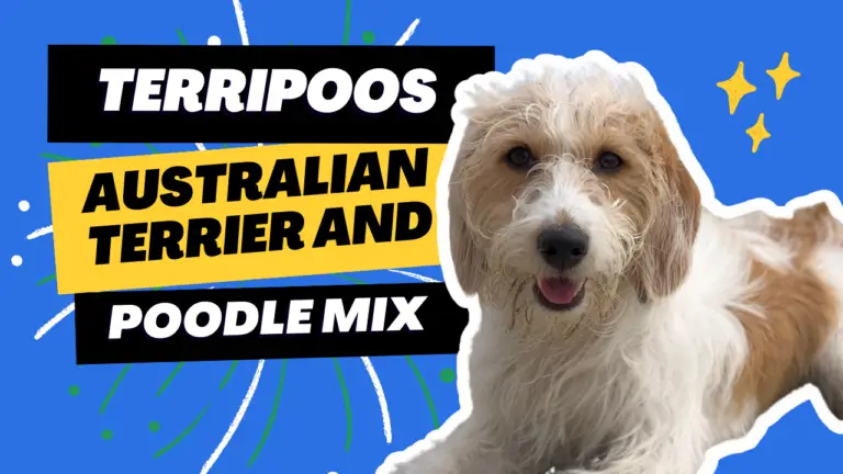 Terripoos_ A Look at the Australian Terrier and Poodle Mix Breed
