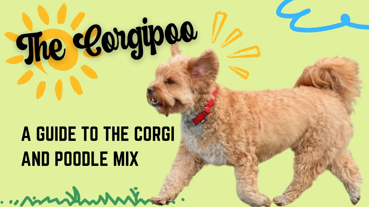 Corgipoo – Corgi Poodle Mix