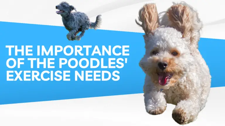 The Importance of the Poodle's Exercise Needs