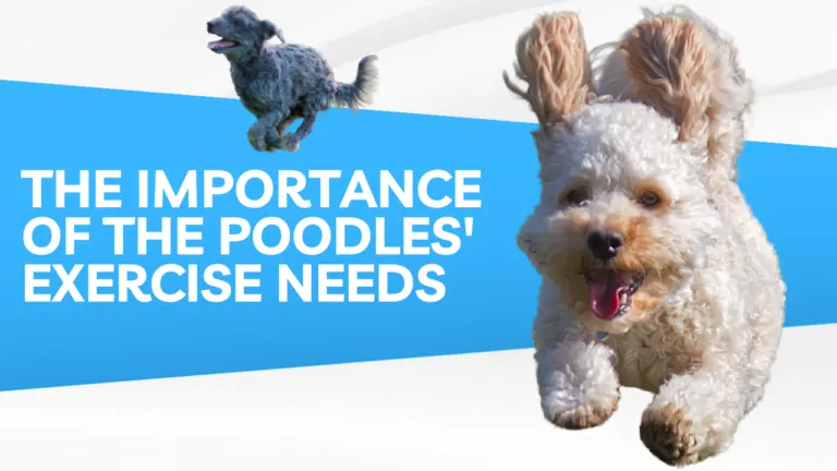 The Importance of the Poodle's Exercise Needs