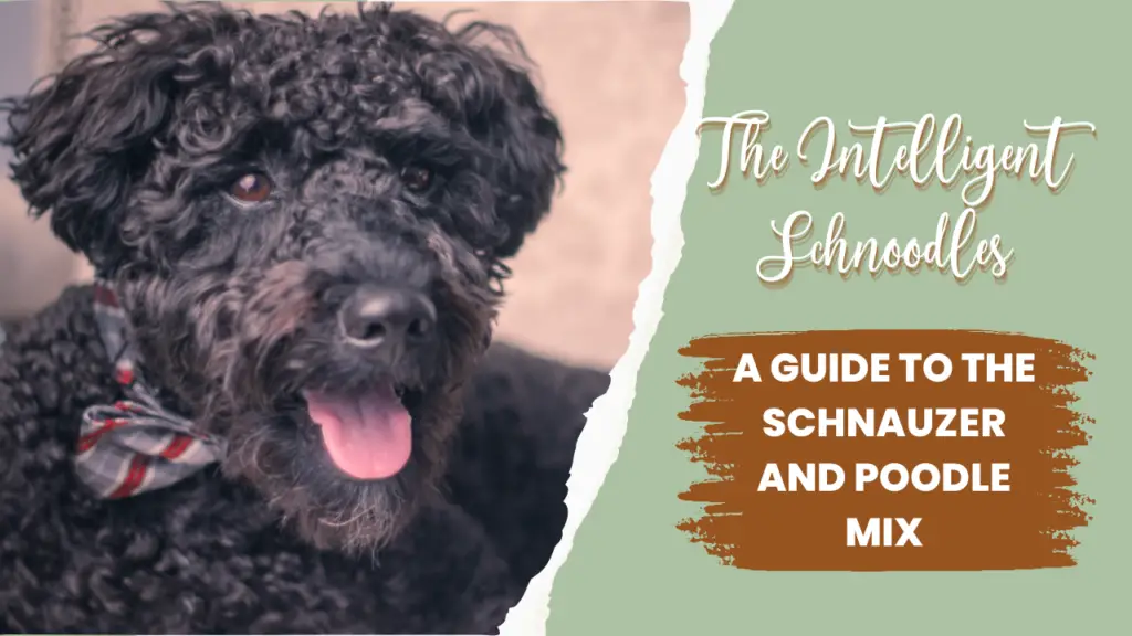The Intelligent Schnoodle_ A Guide to the Schnauzer and Poodle Mix