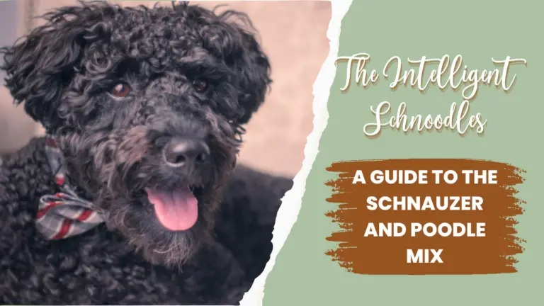 The Intelligent Schnoodle_ A Guide to the Schnauzer and Poodle Mix