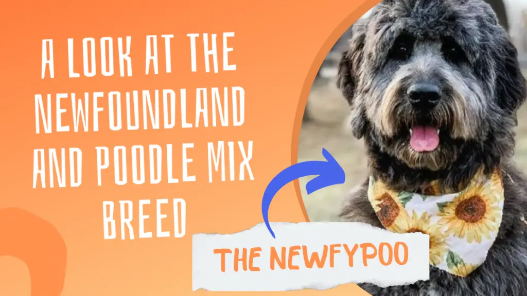 The Newfypoo_ A Look at the Newfoundland and Poodle Mix Breed