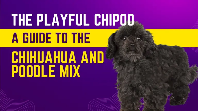 The Playful Chipoo_ A Guide to the Chihuahua and Poodle Mix