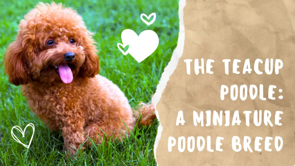 The Teacup Poodle_ A Miniature Poodle Breed