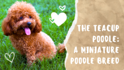 Teacup Poodle: A Comprehensive Dog Breed Guide
