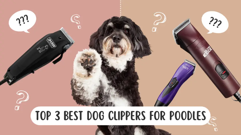 Top 3 Best Dog Clippers for Poodles