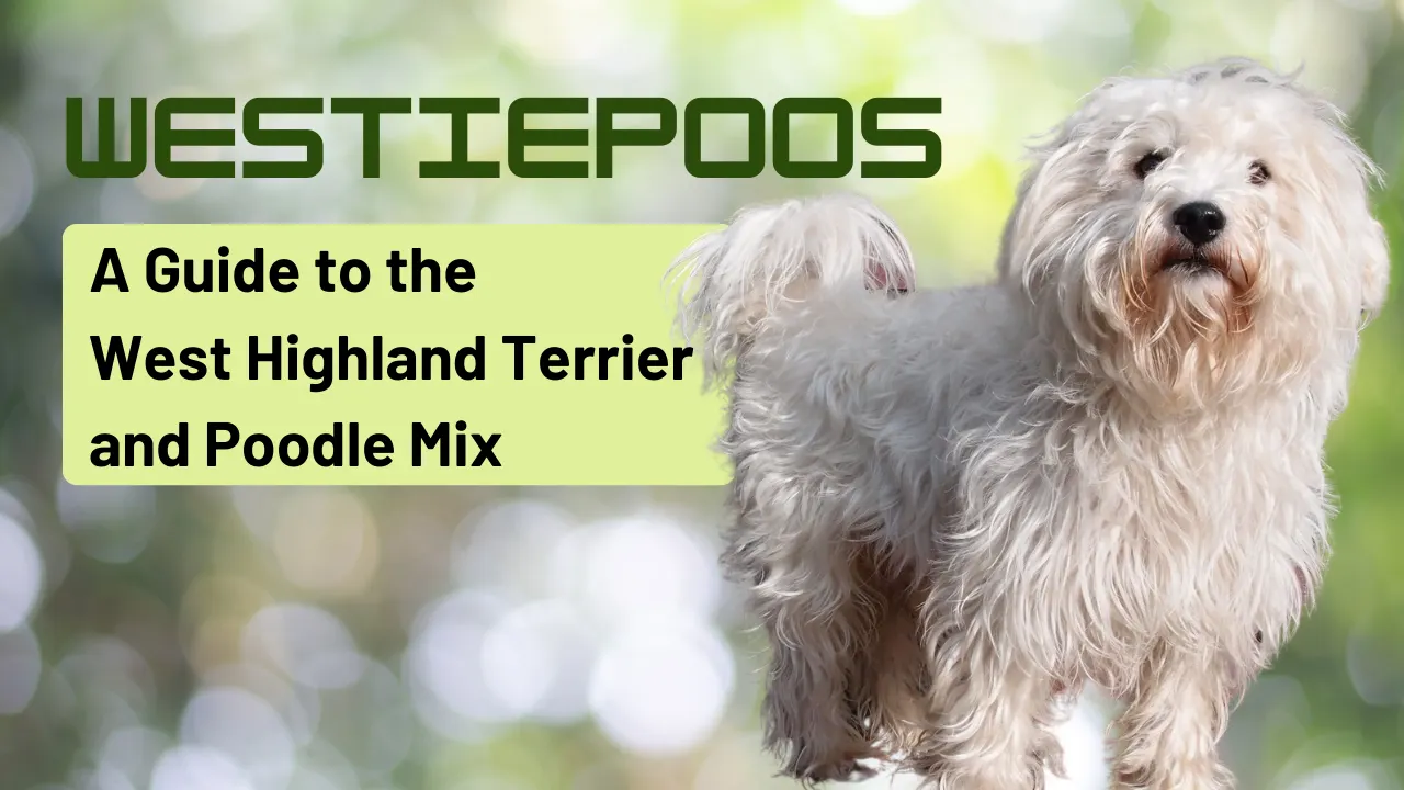 Westiepoo Dogs: Breed Information and Care Tips