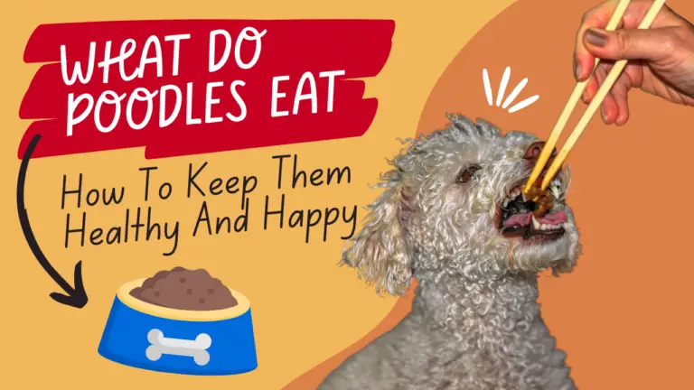 What do Poodles Eat_ How To Keep Them Healthy And Happy