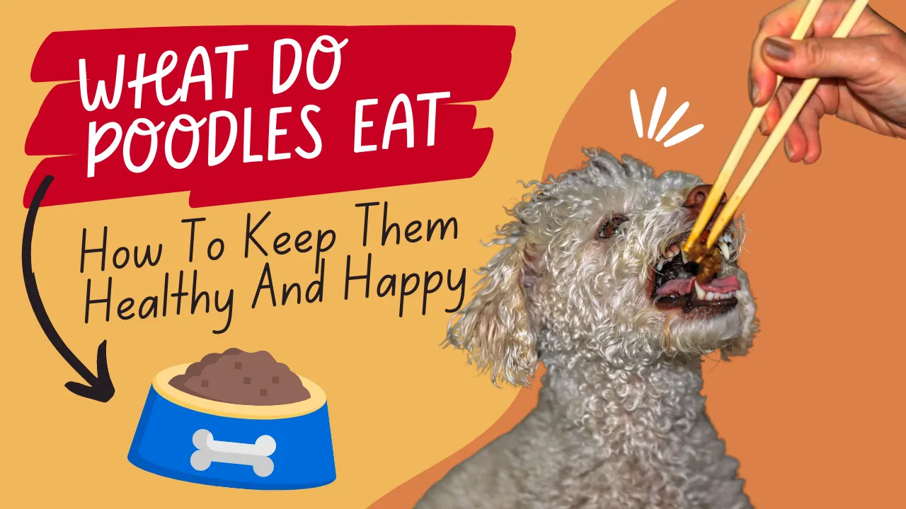 What do Poodles Eat: How To Keep Them Healthy And Happy