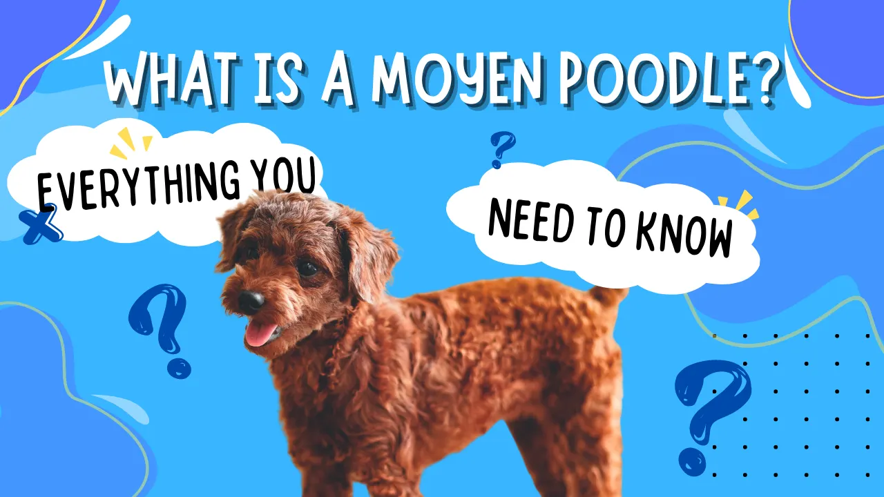 Moyen Poodle: Breed Overview, Dog Care Tips, and Photos