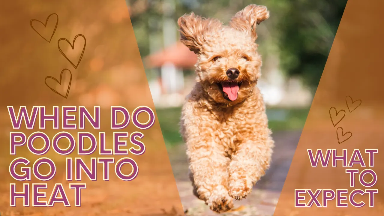 When Do Poodles Go Into Heat: What to Expect