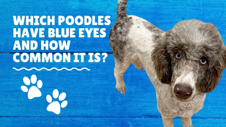 Which Poodles Have Blue Eyes and How Common It Is