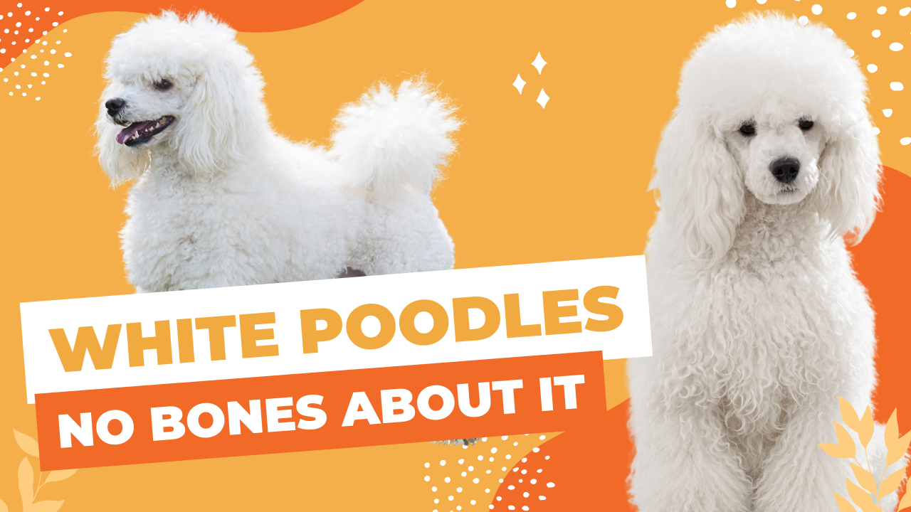 White Poodles - No Bones About It