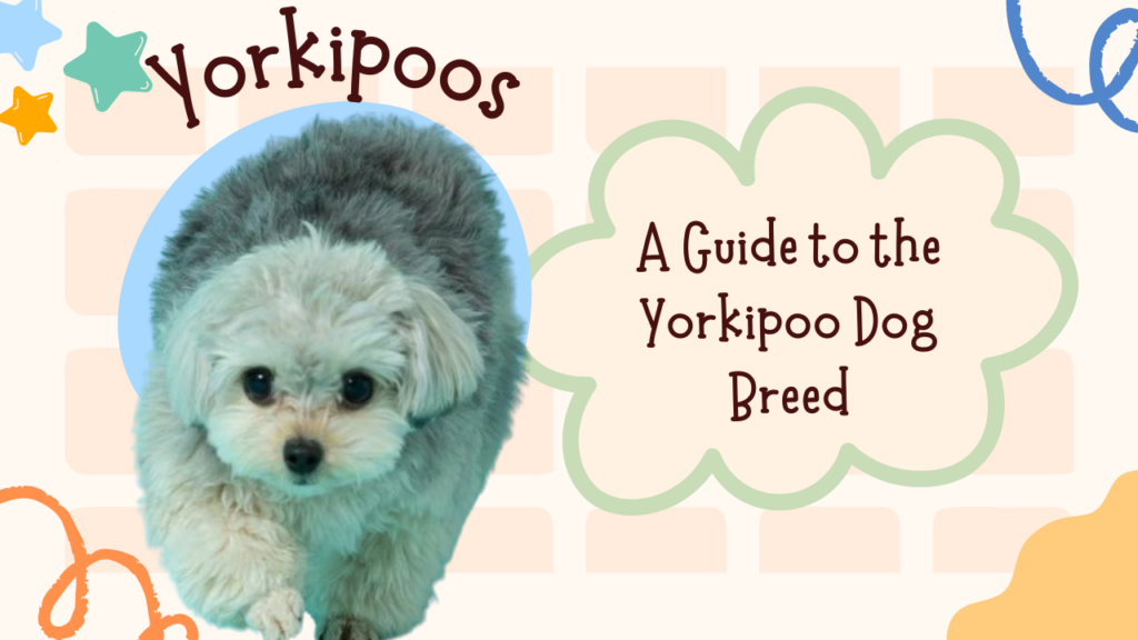 Yorkipoos_ A Guide to the Dog Breed