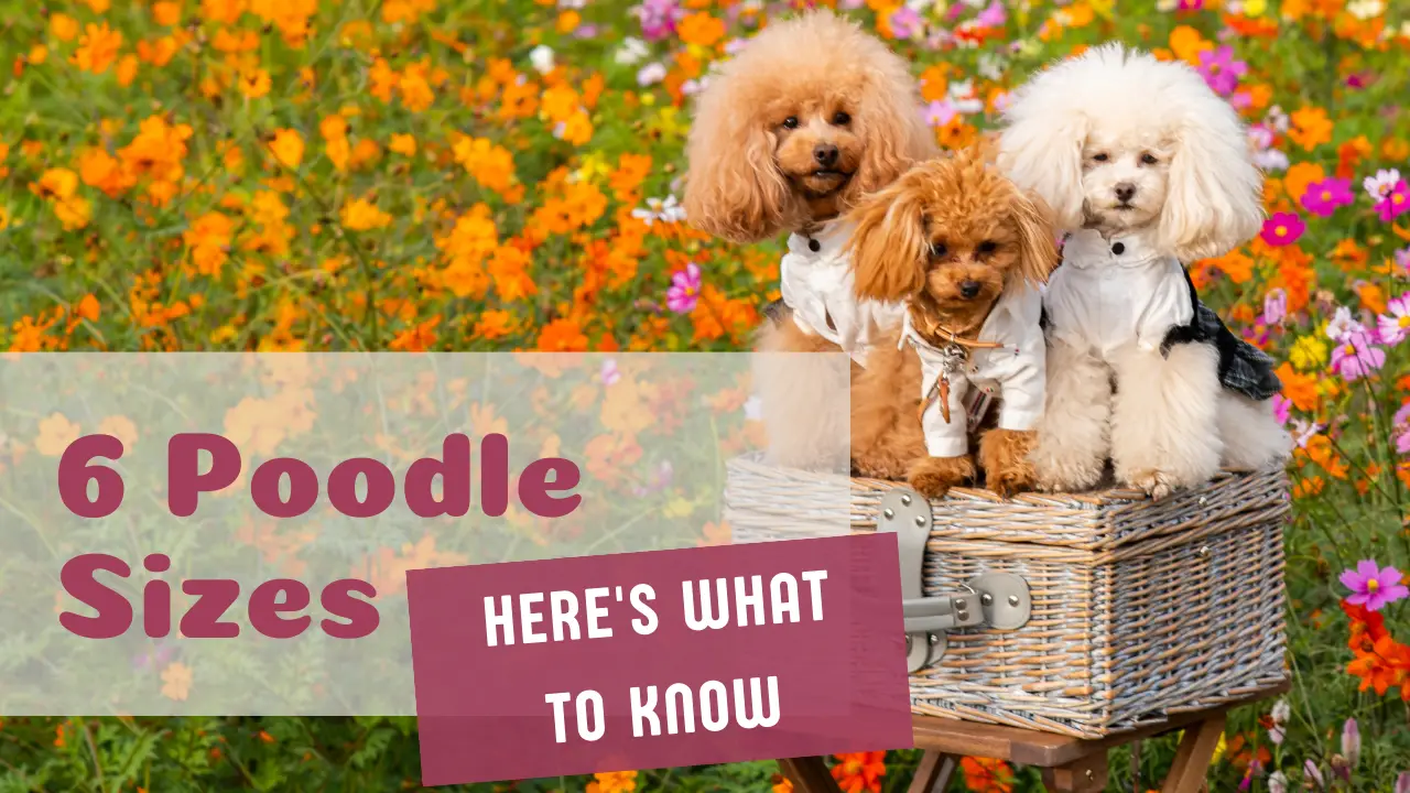 Poodle Sizes