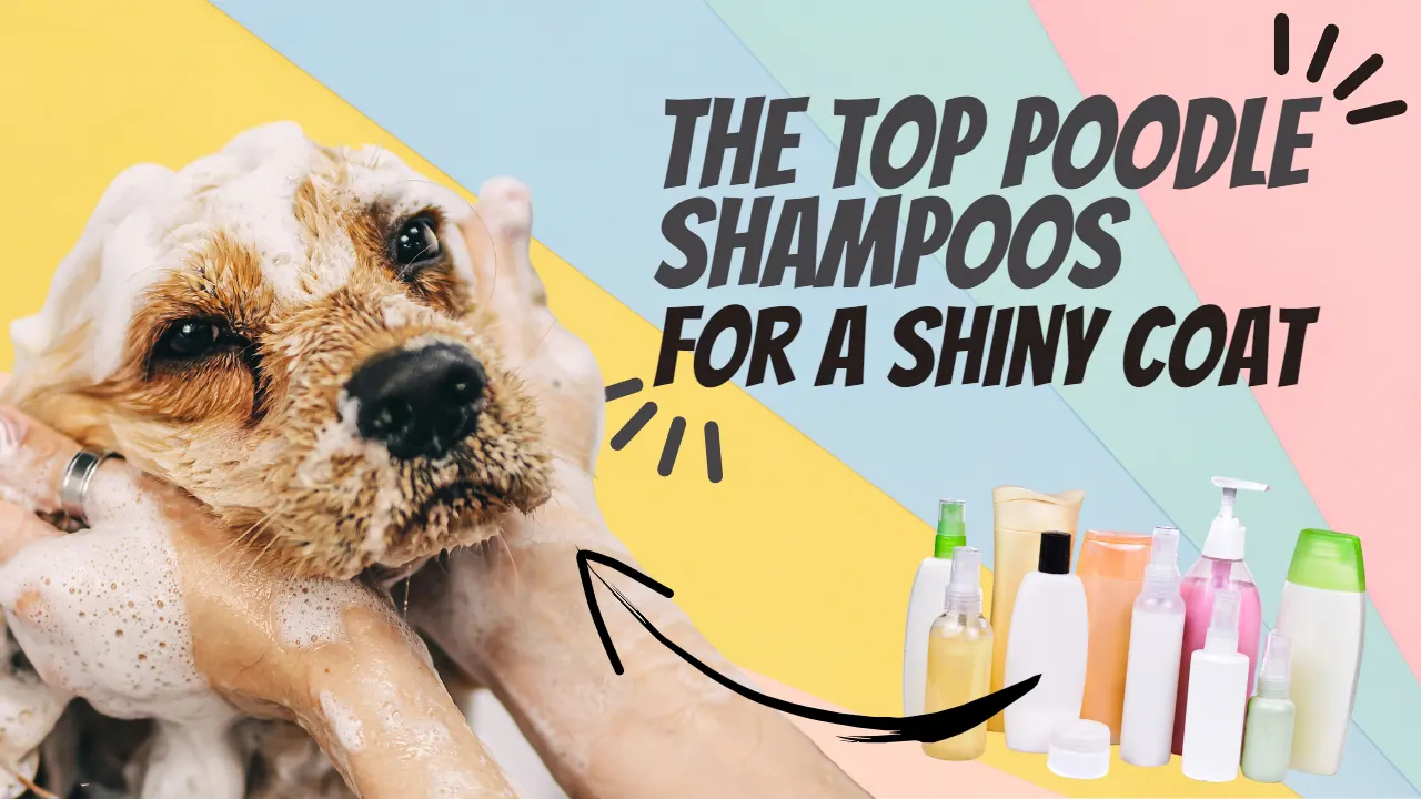 Best Shampoo for Poodle: 4 Great Options [2026 Guide]