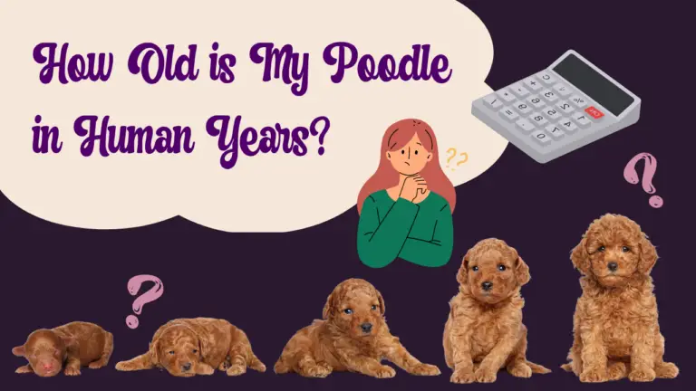 Calculator_ How Old is My Poodle in Human Years