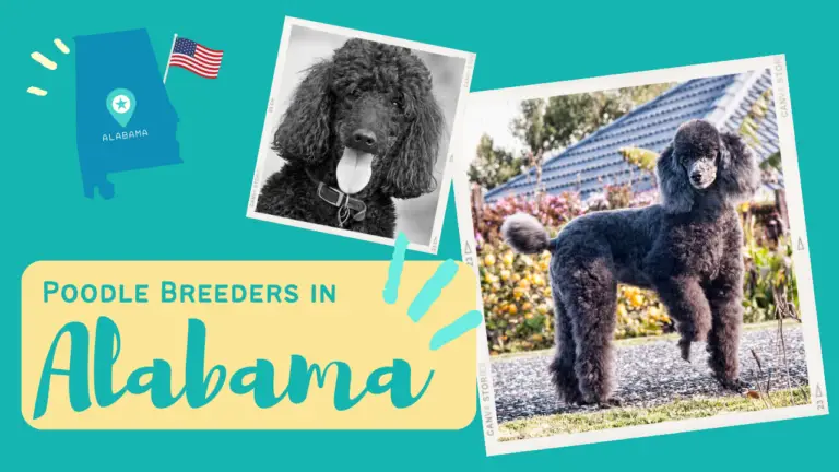 Poodle Breeders in Alabama