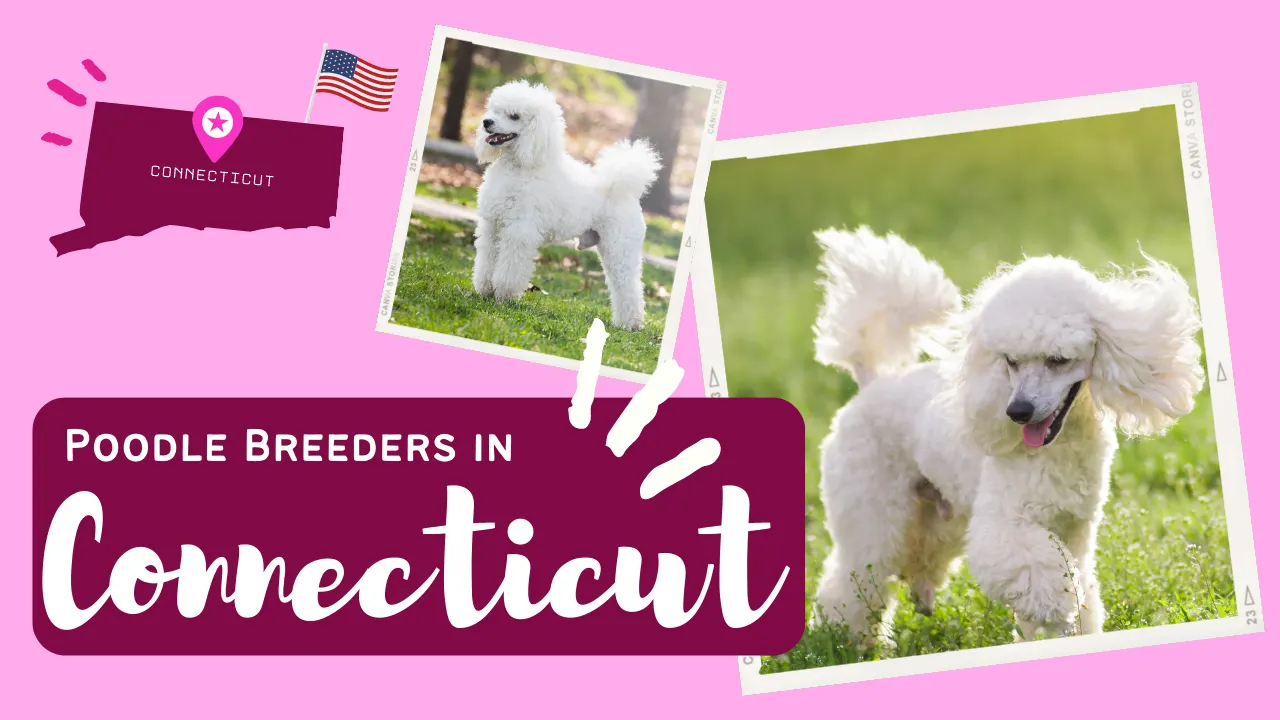 Top 5 Poodle Breeders in Connecticut