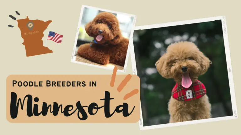 Poodle Breeders in Minnesota