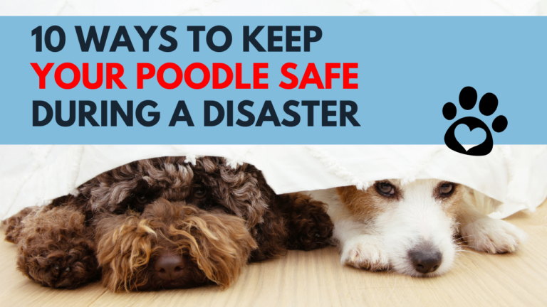 10 Ways to Keep Your Poodle Safe During a Disaster