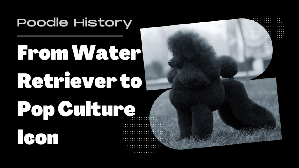 Poodle History From Water Retriever to Pop Culture Icon