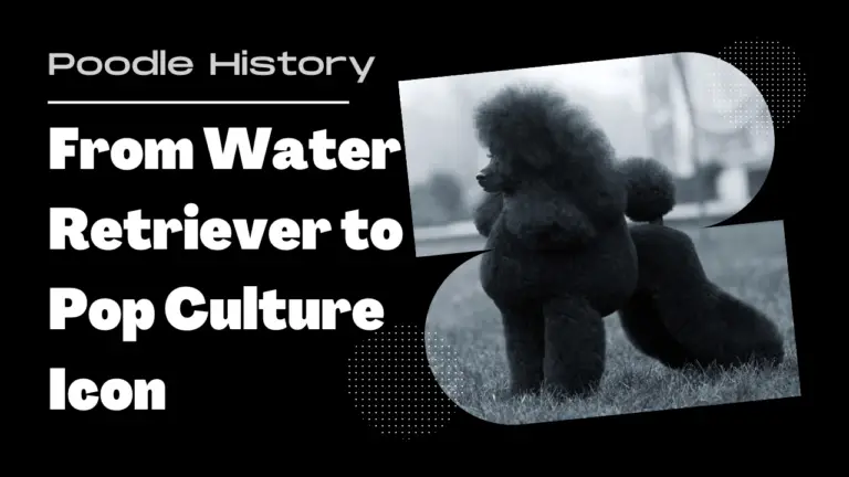 Poodle History From Water Retriever to Pop Culture Icon