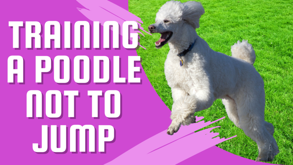 Training a Poodle Not to Jump The Ultimate Guide