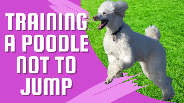 Training a Poodle Not to Jump The Ultimate Guide