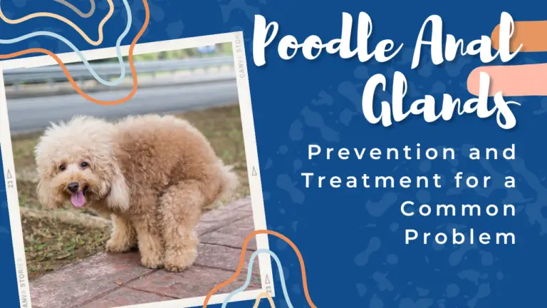 a small poodle standing on top of a sidewalk pooping.