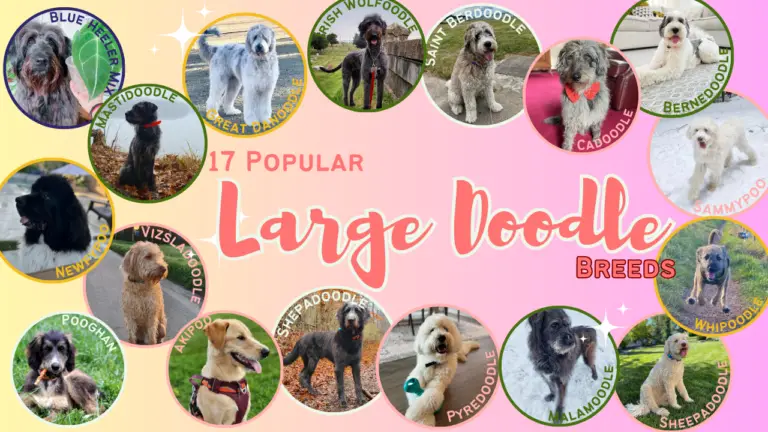 17 Popular Large Doodle Breeds
