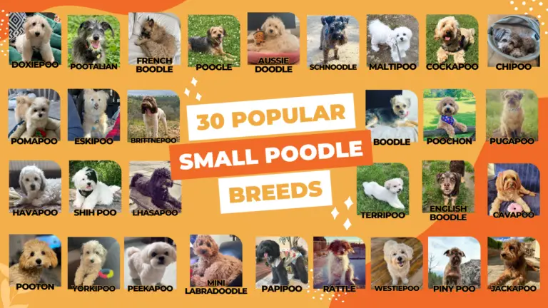 30 Popular Small Doodle Breeds
