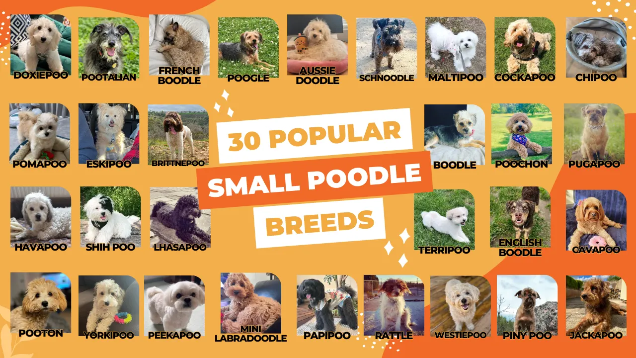 30 Popular Small Doodle Breeds