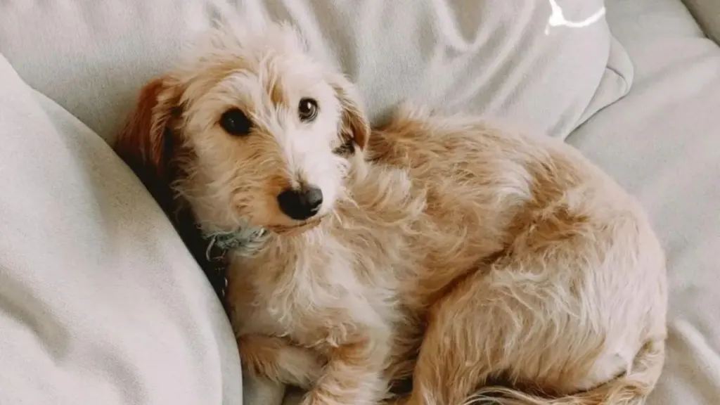 Bassetoodle