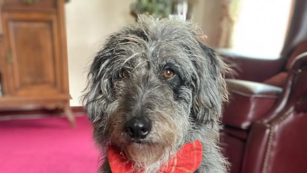 Cadoodle