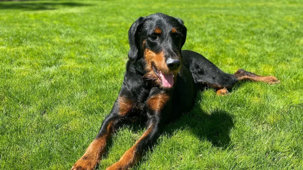 Doberdoodle