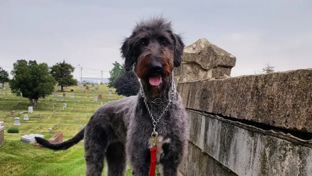 Irish Wolfoodle