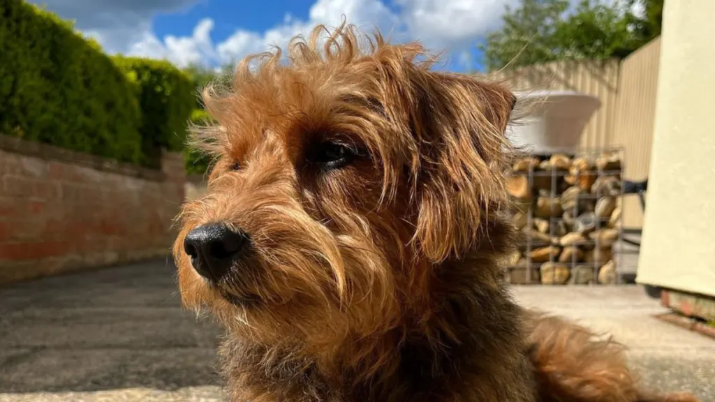 Jackapoo