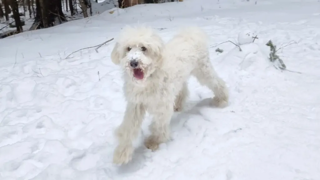Sammypoo
