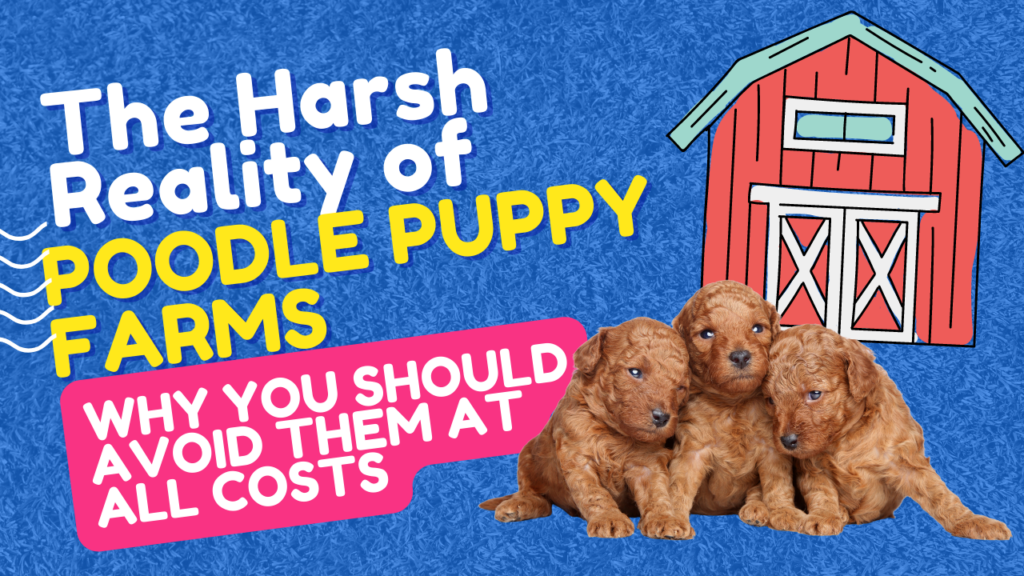 The Harsh Reality of Poodle Puppy Farms: Why to Avoid