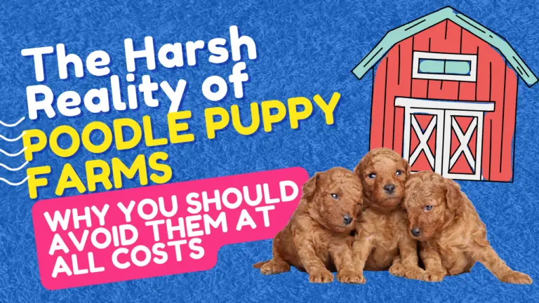 The Harsh Reality of Poodle Puppy Farms: Why to Avoid