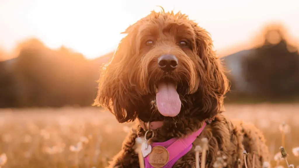 irishdoodle