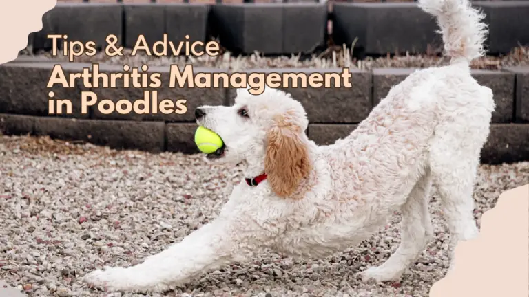 Arthritis Management in Poodles_ Tips & Advice